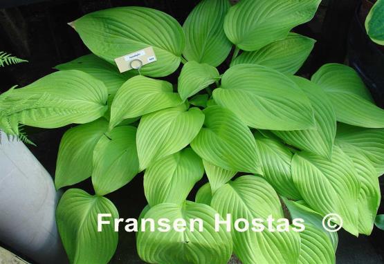 Hosta Spotlight